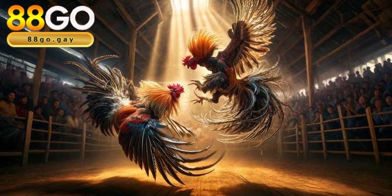 Đá gà 1 Đá gà 88GO thu hút đông đảo người chơi tham gia