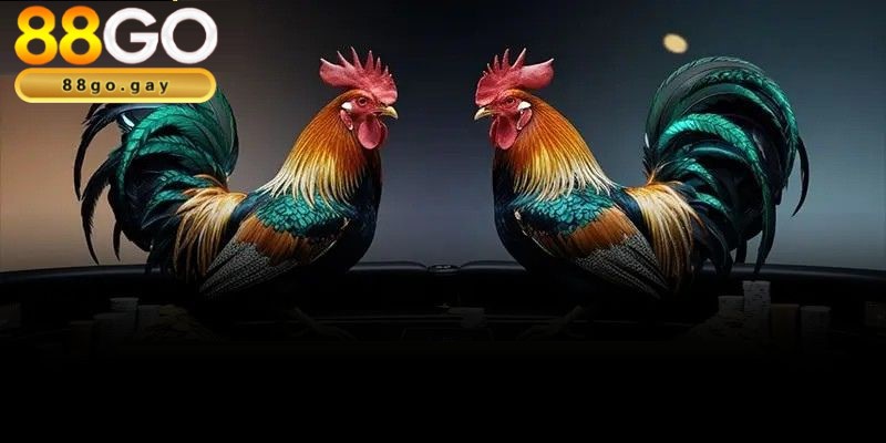 Đá gà 5 Tham gia cá cược đá gà hấp dẫn