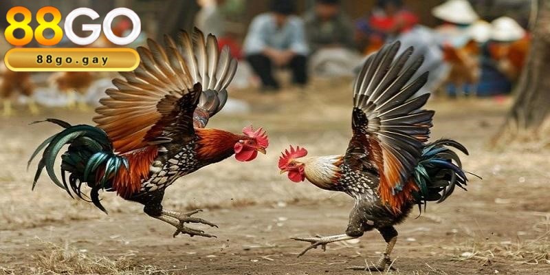 Đá gà 2 Thành viên được đảm bảo an toàn khi tham gia cá cược chiến kê